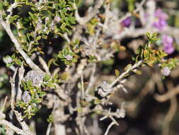 Image of Melaleuca violacea Schau.