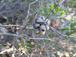 Image de Melaleuca aestiva (K. J. Brooks) Craven & R. D. Edwards