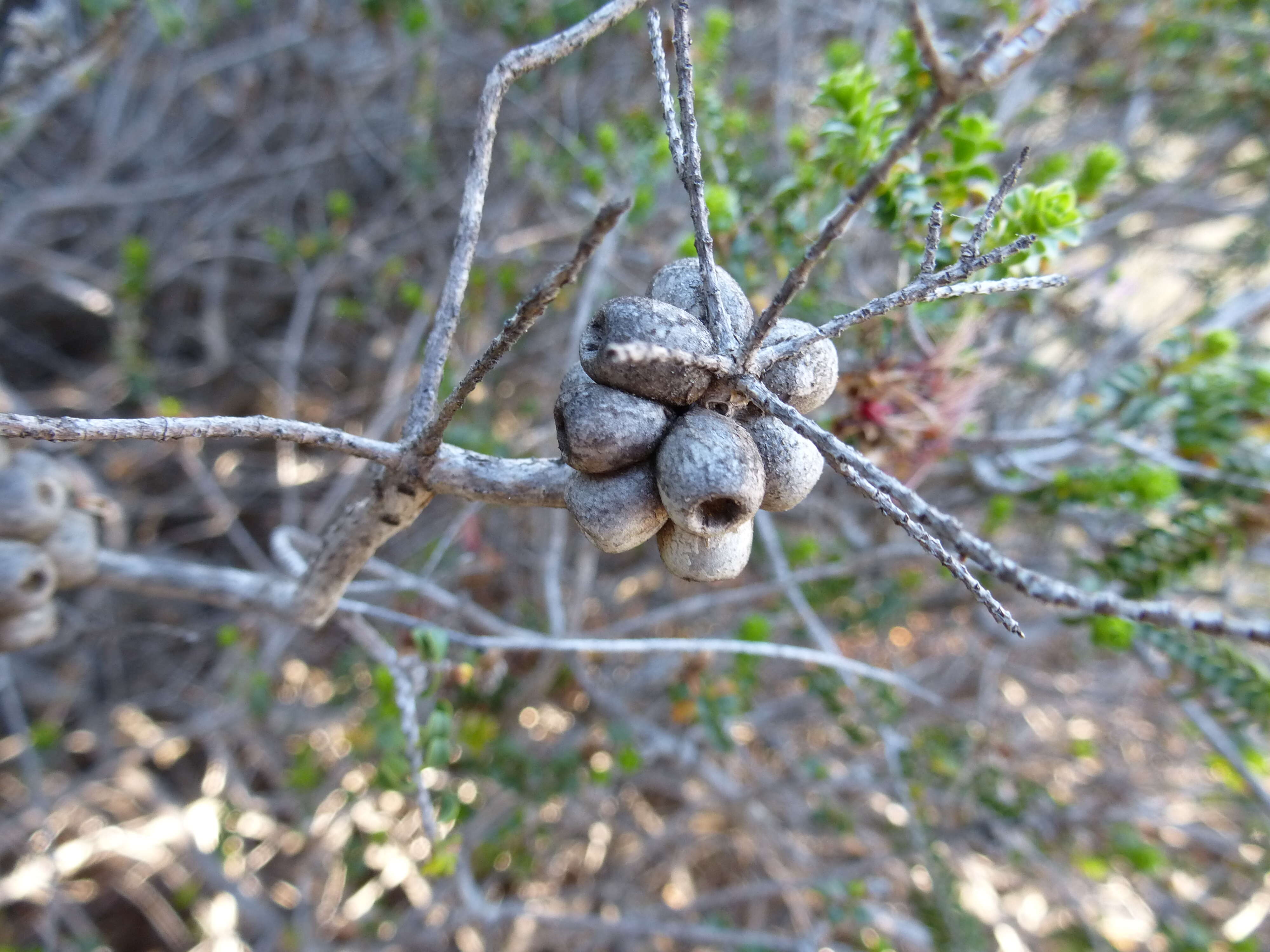 Image de Melaleuca aestiva (K. J. Brooks) Craven & R. D. Edwards