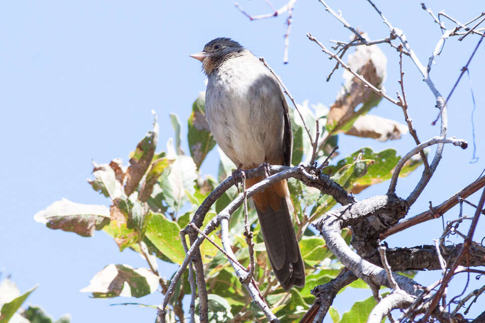 Image of California Towhee