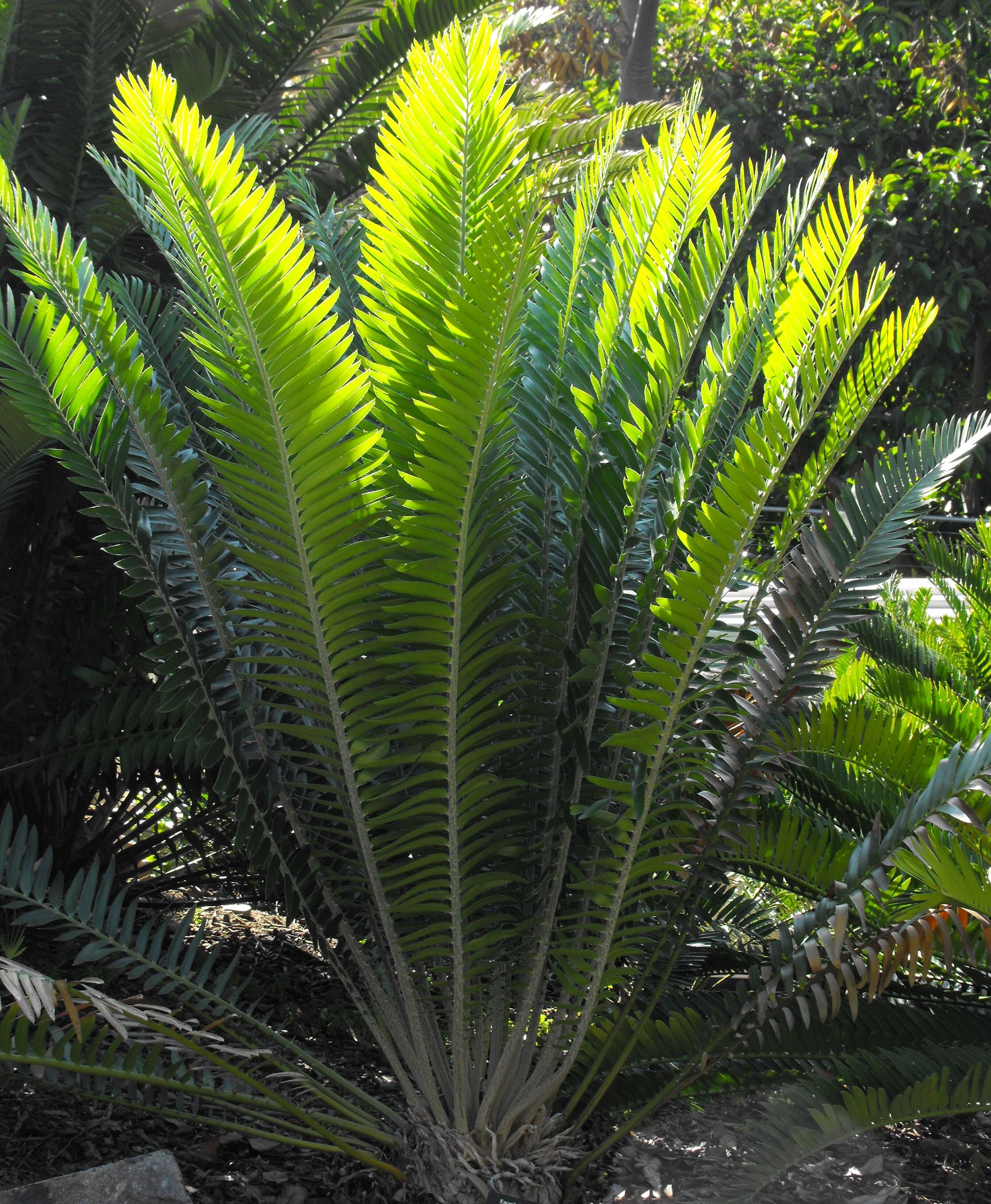 Image of Cycad