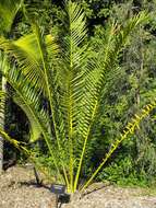 Image of Cycad