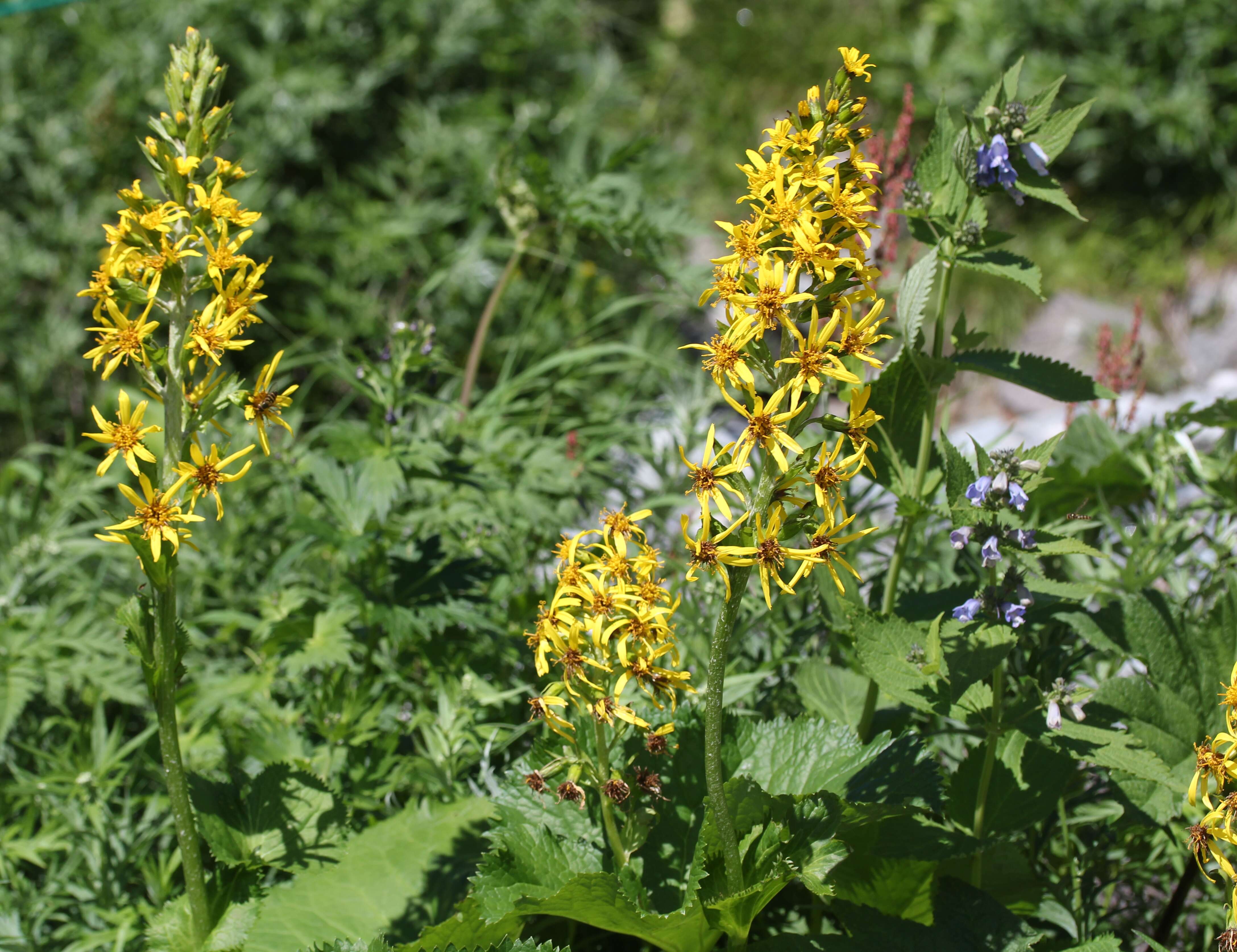 Image of Ligularia fischeri (Ledeb.) Turcz.