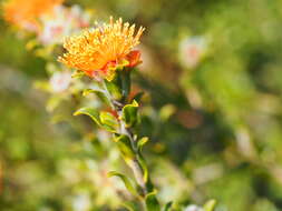 Image of Melaleuca curtifolia Craven & R. D. Edwards