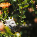 Imagem de Melaleuca curtifolia Craven & R. D. Edwards