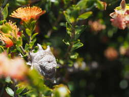 Image of Melaleuca curtifolia Craven & R. D. Edwards