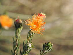 Image de Melaleuca ectadioclada (Hnatiuk) Craven & R. D. Edwards