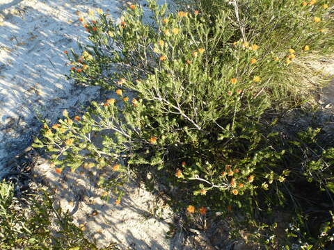 Image de Melaleuca ectadioclada (Hnatiuk) Craven & R. D. Edwards