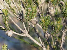 Image de Melaleuca ectadioclada (Hnatiuk) Craven & R. D. Edwards