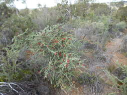 Image de Melaleuca cinerea Craven & R. D. Edwards