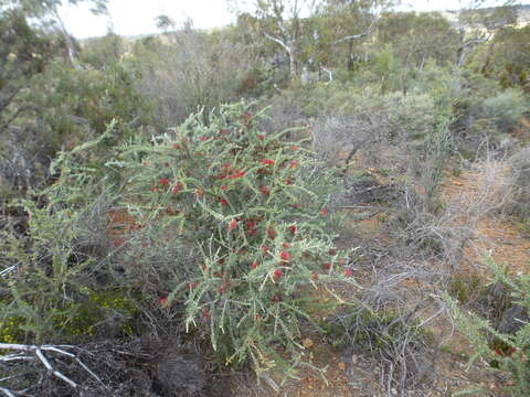 Image of Melaleuca cinerea Craven & R. D. Edwards