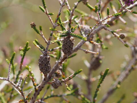 Image of Melaleuca micrantha (Schauer) Craven & R. D. Edwards