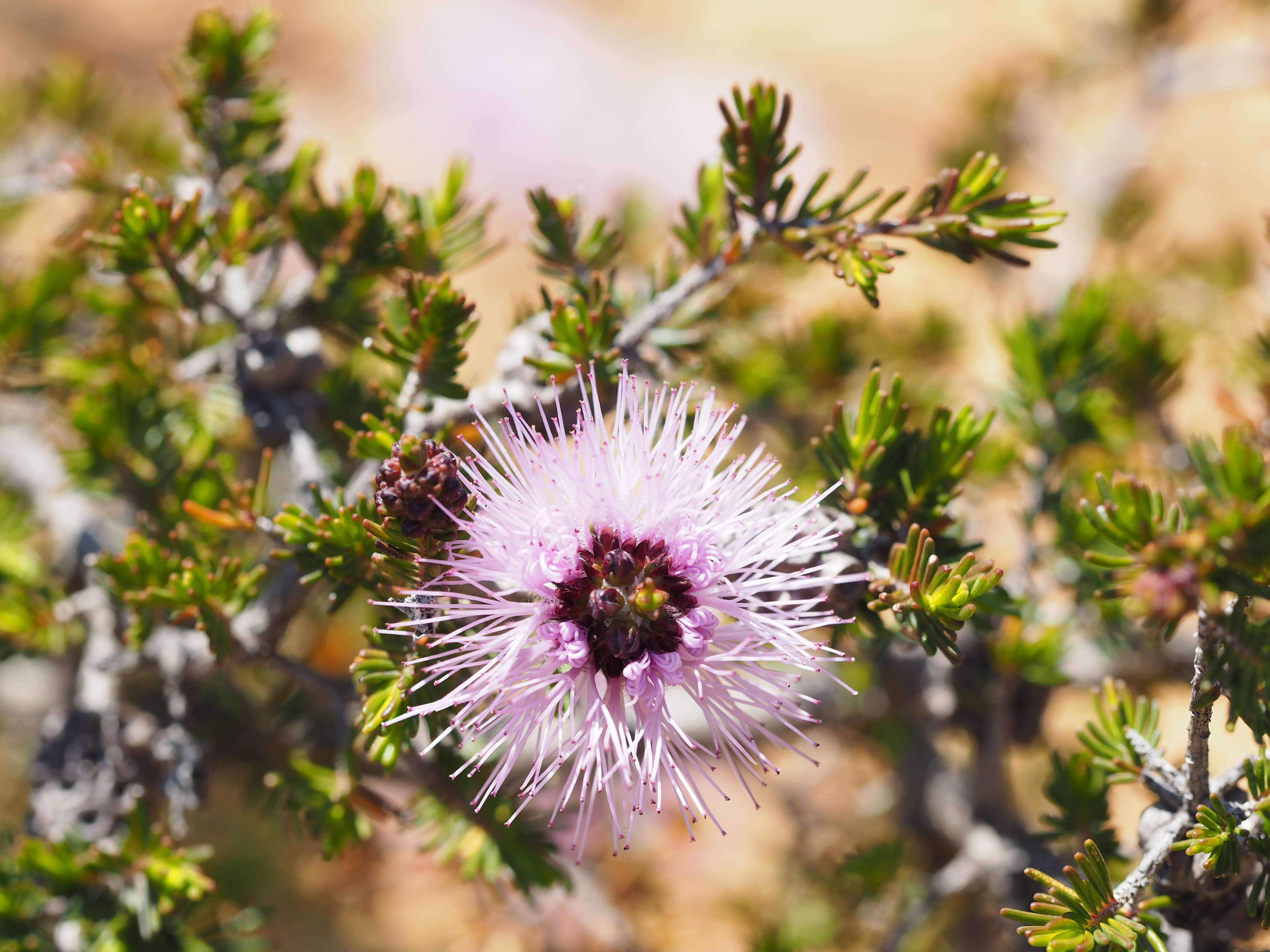 Image of Melaleuca jonesii Craven & R. D. Edwards