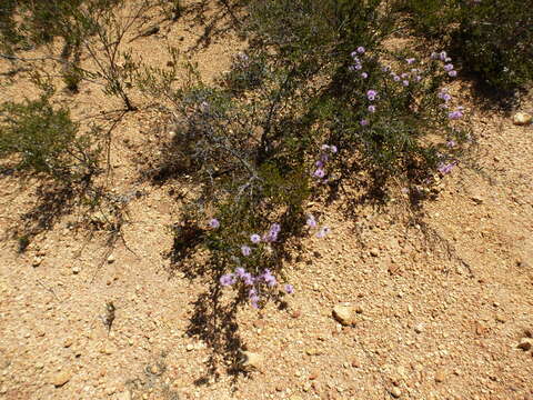 Image of Melaleuca jonesii Craven & R. D. Edwards