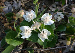 Image of Xanthosia rotundifolia DC.