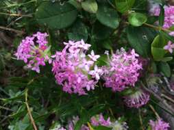 Image of Pimelea ferruginea Labill.