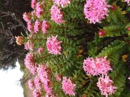 Image of Pimelea ferruginea Labill.