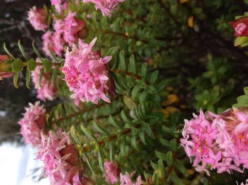 Image of Pimelea ferruginea Labill.