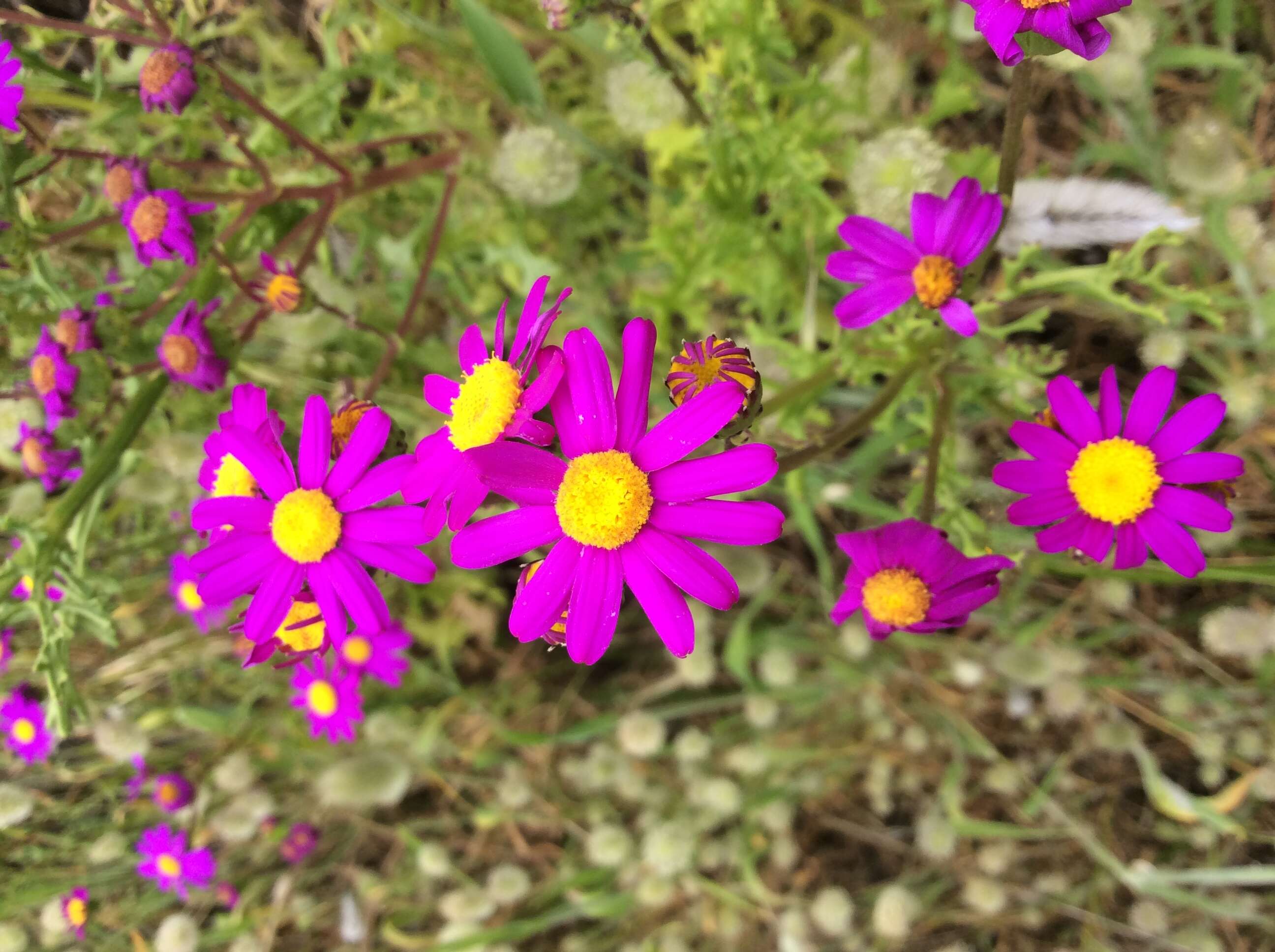 Image of redpurple ragwort