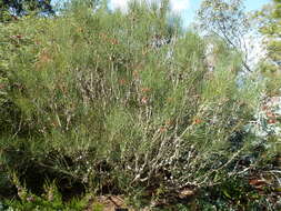 صورة Melaleuca gilesii (F. Müll.) Craven & R. D. Edwards