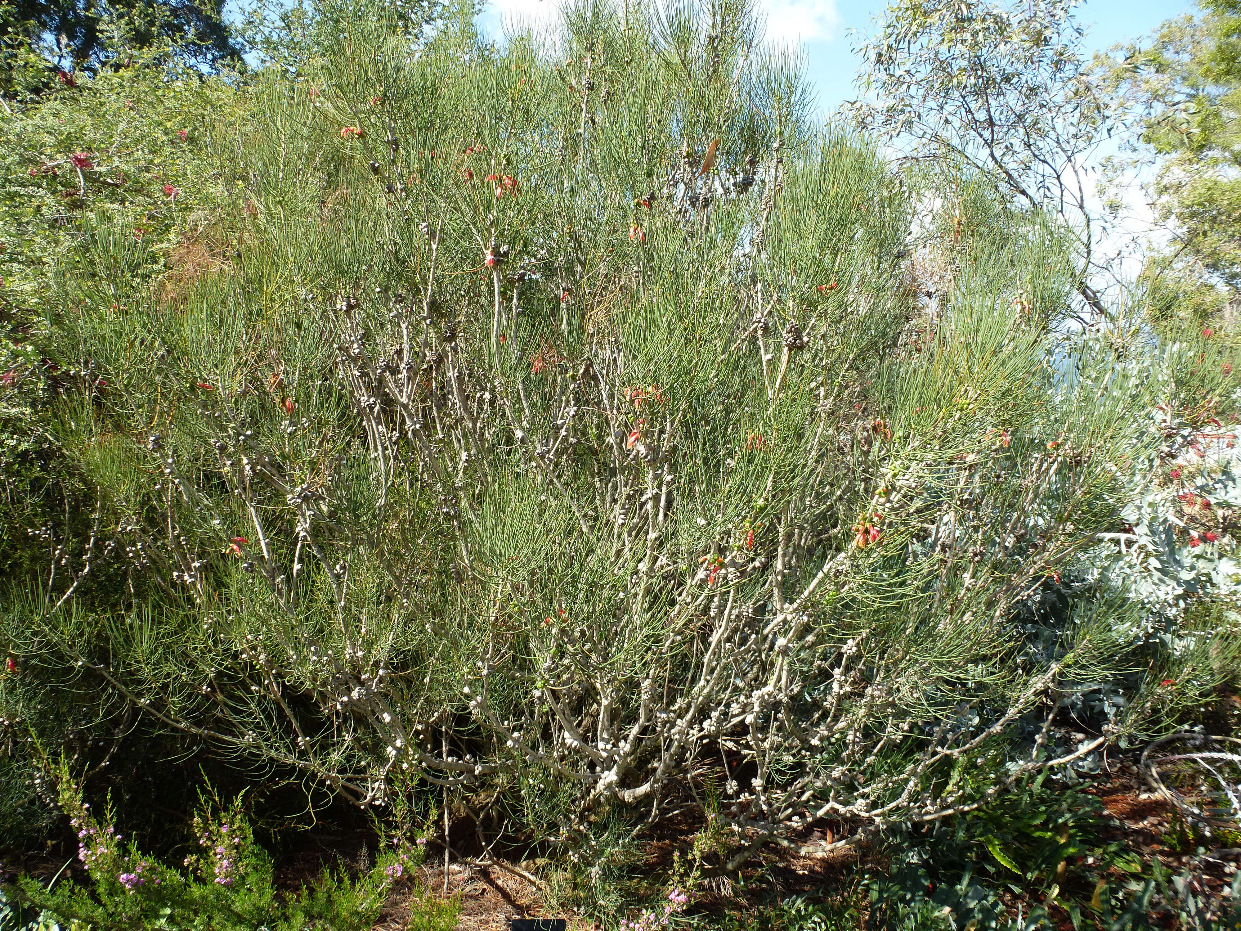 Image of Melaleuca gilesii (F. Müll.) Craven & R. D. Edwards