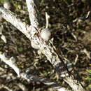 Image of Melaleuca hirsuta (Hawkeswood) Craven & R. D. Edwards