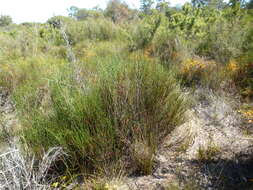 Image of Melaleuca longissima (F. Müll.) Craven & R. D. Edwards