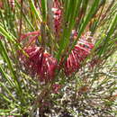 Imagem de Melaleuca longissima (F. Müll.) Craven & R. D. Edwards