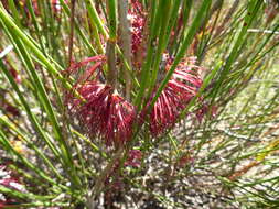 Image of Melaleuca longissima (F. Müll.) Craven & R. D. Edwards