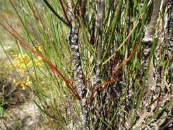 Image of Melaleuca longissima (F. Müll.) Craven & R. D. Edwards
