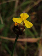 Image of Twisted yellow-eyed grass