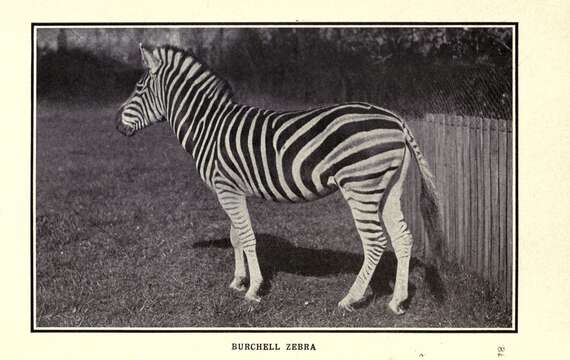 Image of Burchell's zebra