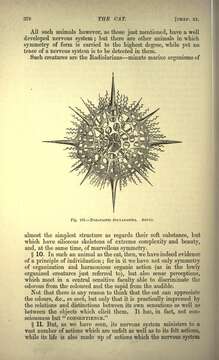 Image of Radiolaria