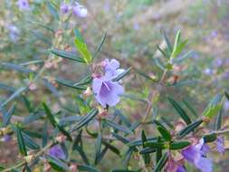 Image of Narrow-leaved Mint-bush