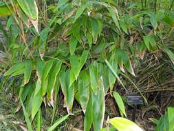 Image de Indocalamus tessellatus (Munro) Keng fil.