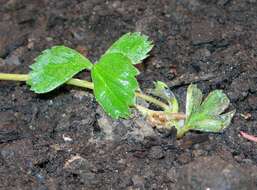 Image of Fragaria iturupensis Staudt