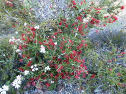 Image of Melaleuca cyrtodonta Turcz.