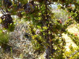 Image of Melaleuca cyrtodonta Turcz.