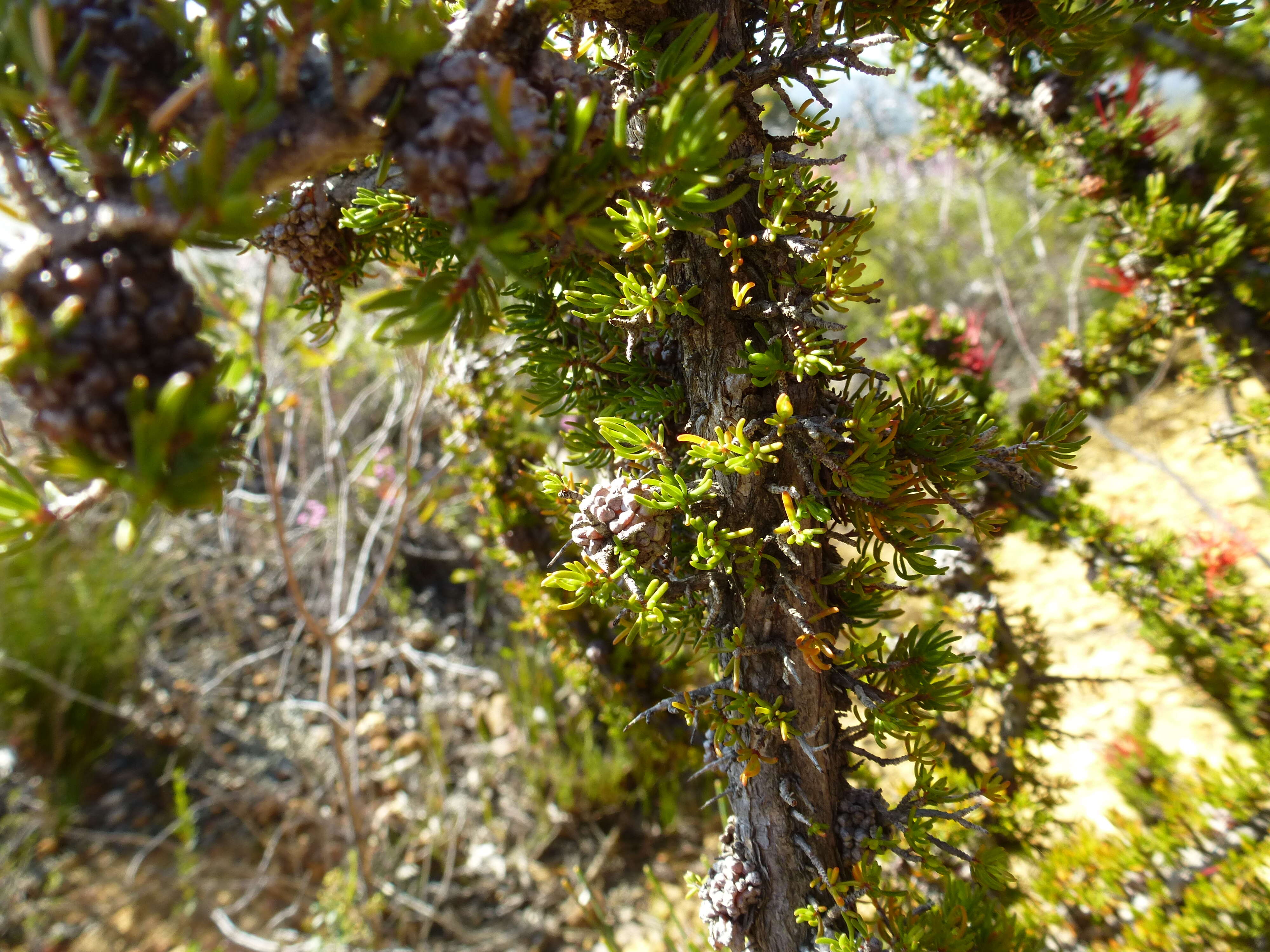 Image of Melaleuca cyrtodonta Turcz.