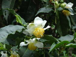 Image of Tea plant