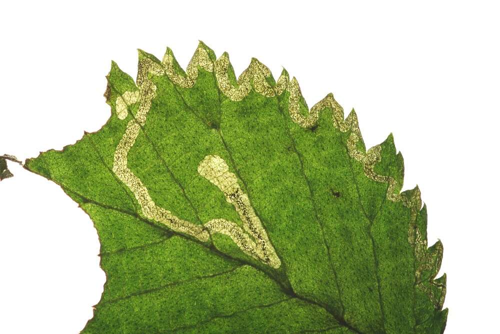 Image of Stigmella lemniscella (Zeller 1839) van Nieukerken 1986