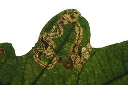 Image of Stigmella roborella (Johansson 1971) Emmet 1976