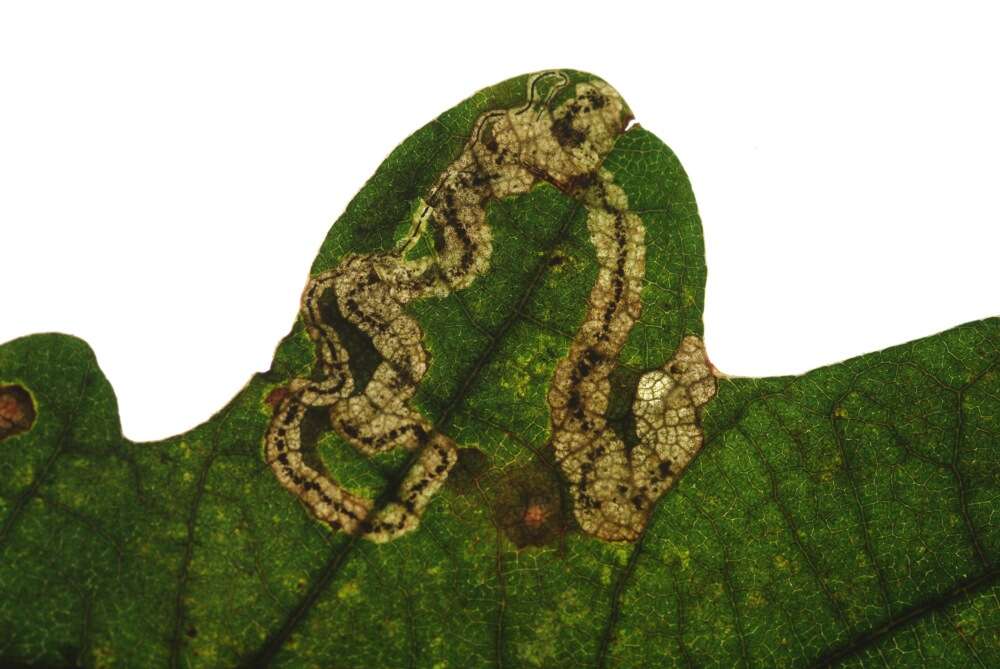 Image of Stigmella roborella (Johansson 1971) Emmet 1976