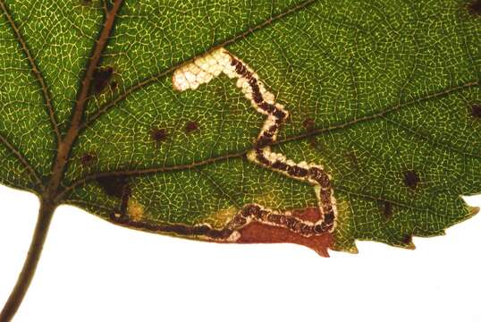 Sivun Stigmella sakhalinella Puplesis 1984 kuva