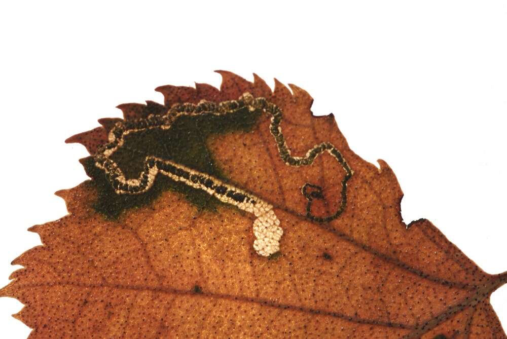 Image of Stigmella sakhalinella Puplesis 1984