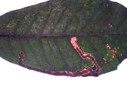 Plancia ëd Stigmella suberivora (Stainton 1869) Beirne 1945