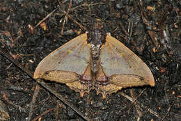 صورة Pterocyclophora ridleyi Hampson 1913