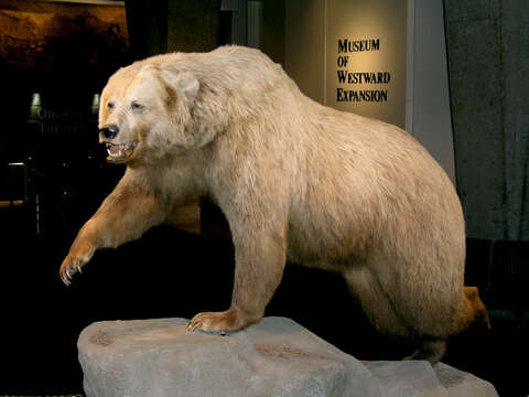 Image of grizzly bear