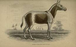 صورة Equus hemionus onager Boddaert 1785