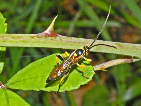 Image of Cratichneumon